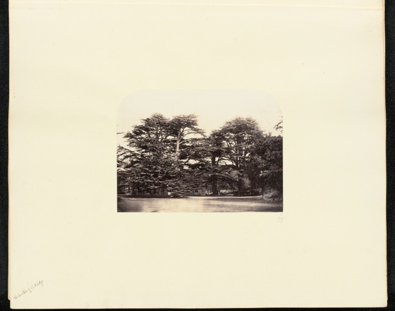 [View of Trees]