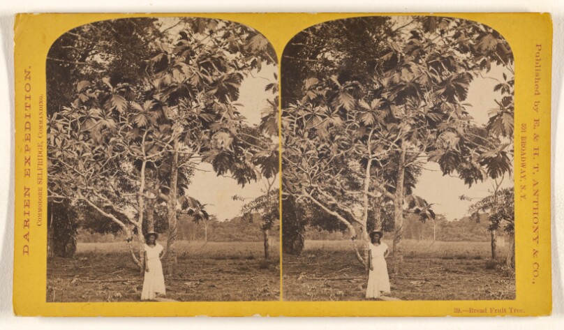 Bread Fruit Tree.