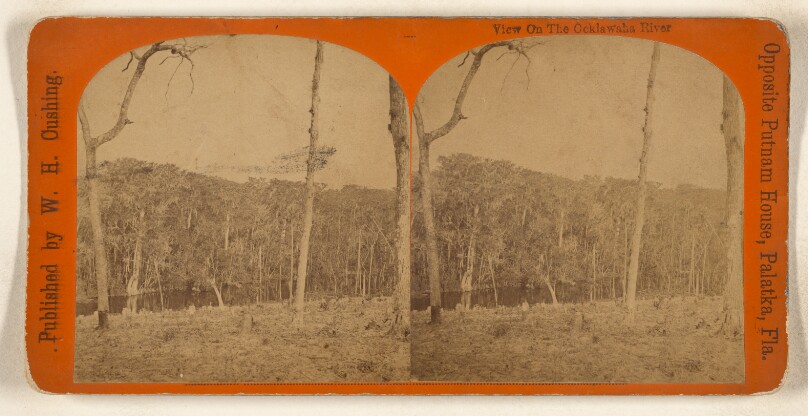 View on the Ocklawaha River [Florida]