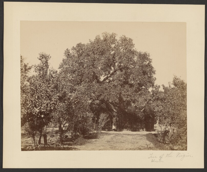 L'Arbre de la Vierge a Matarieh