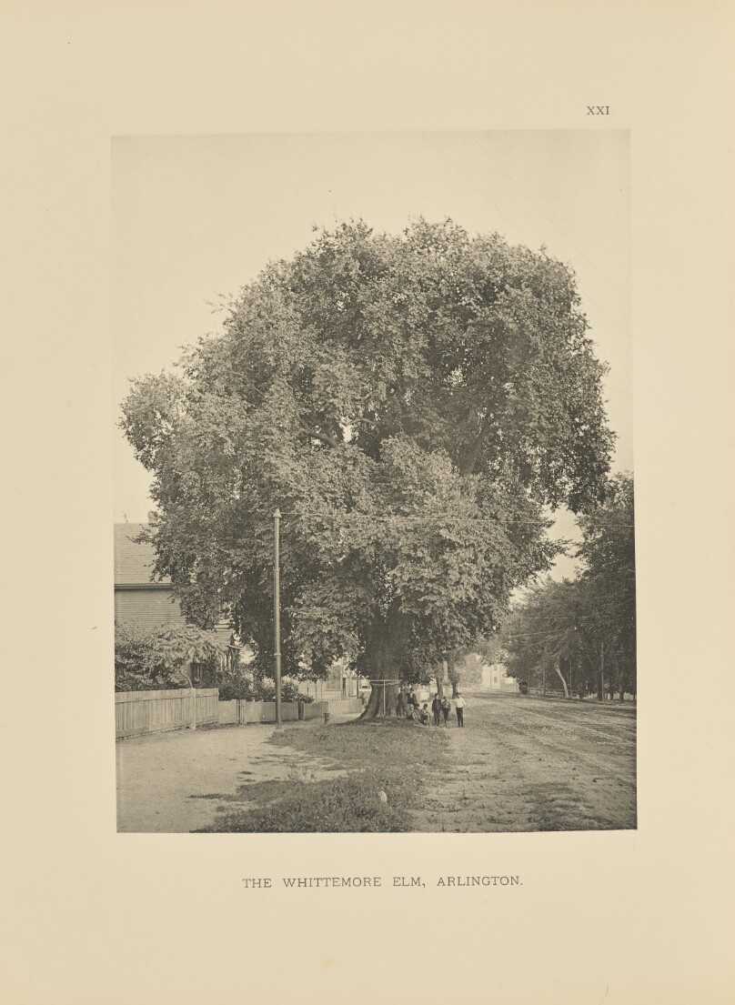 The Whittemore Elm, Arlington