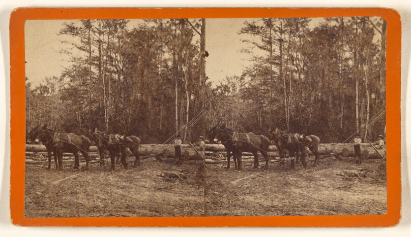 [Oclawaha River Tree Hauling Lumber at Iola Landing]