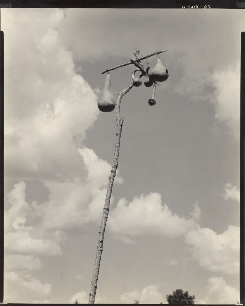 A Gourd Tree for Martins, Hale Co., Alabama