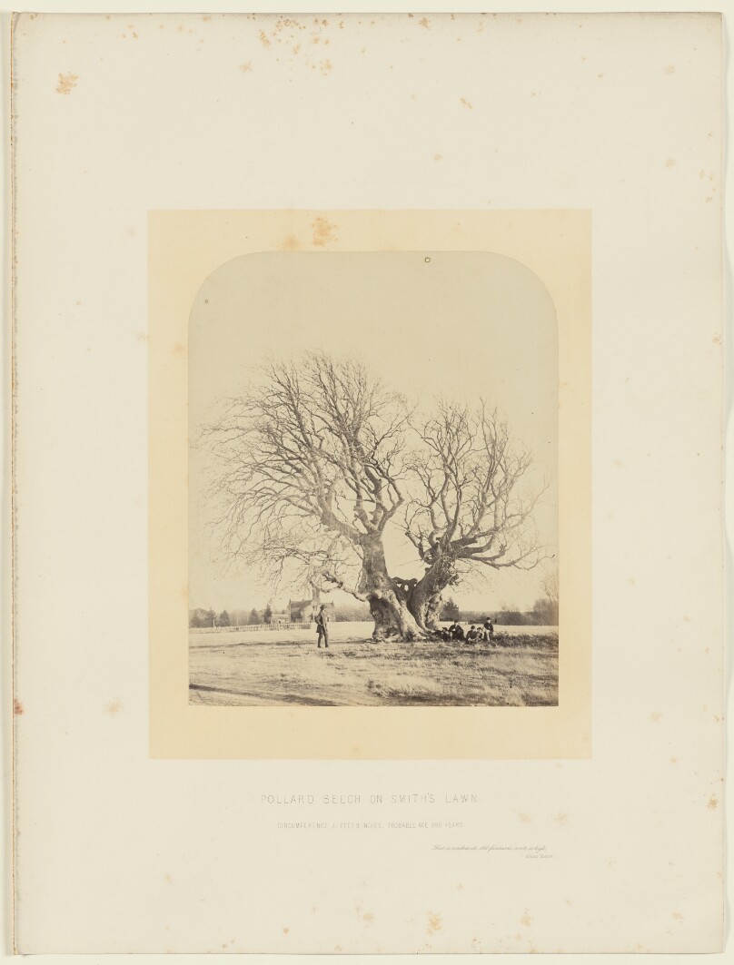 Pollard Beech on Smith's Lawn
