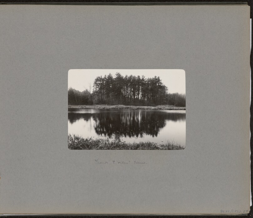 [Frank Bolles' Pines]