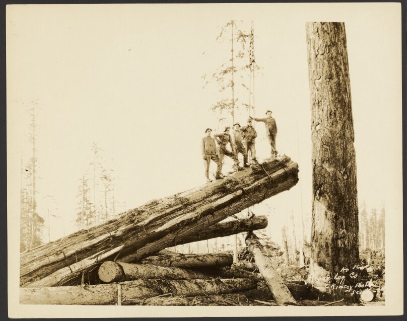 [Logging/ Timber Scene]