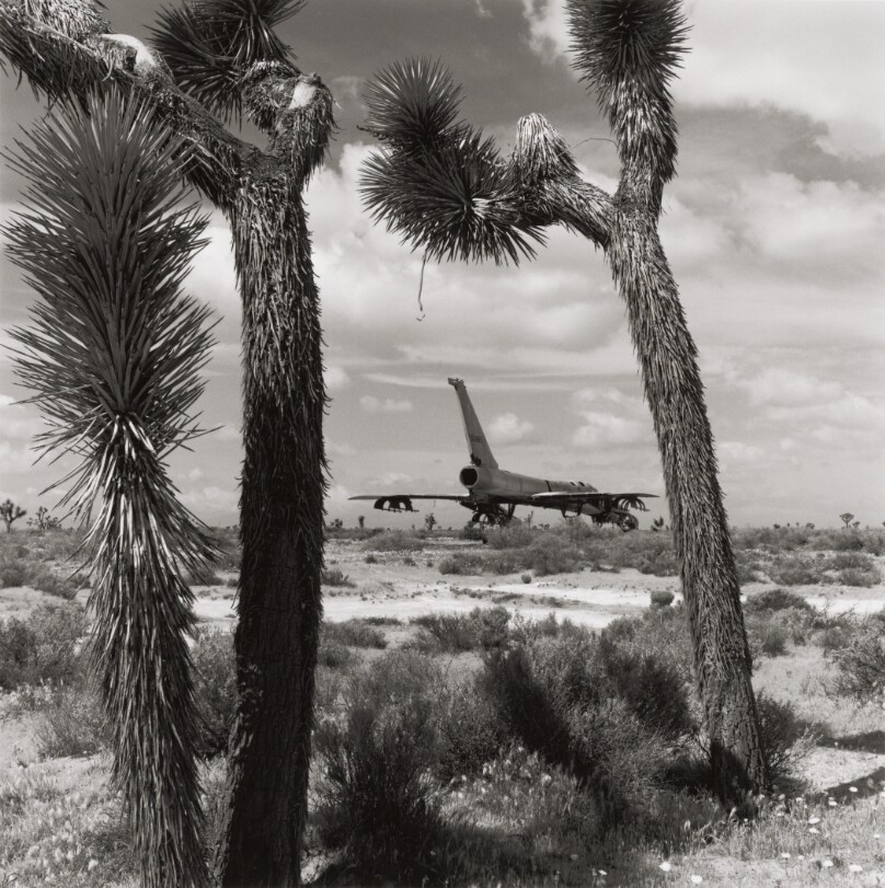Untitled [airplane behind palm trees]