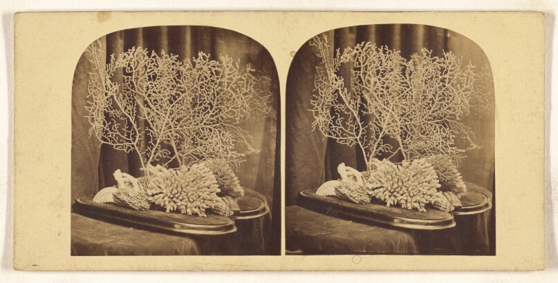 [Corals]