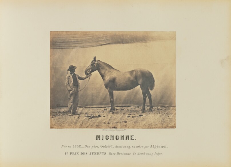 Mignonne
