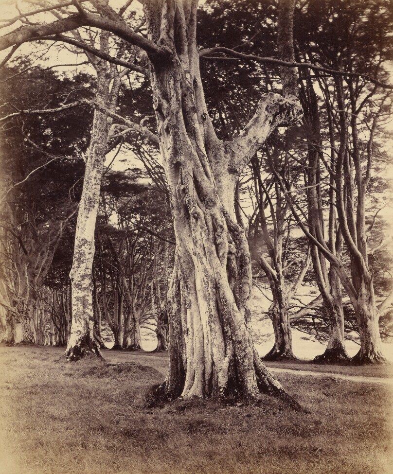 Beech Trees, Inveraray