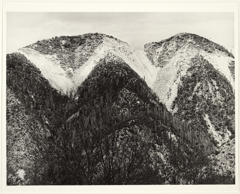 Paisaje cactico (Cactus Landscape)