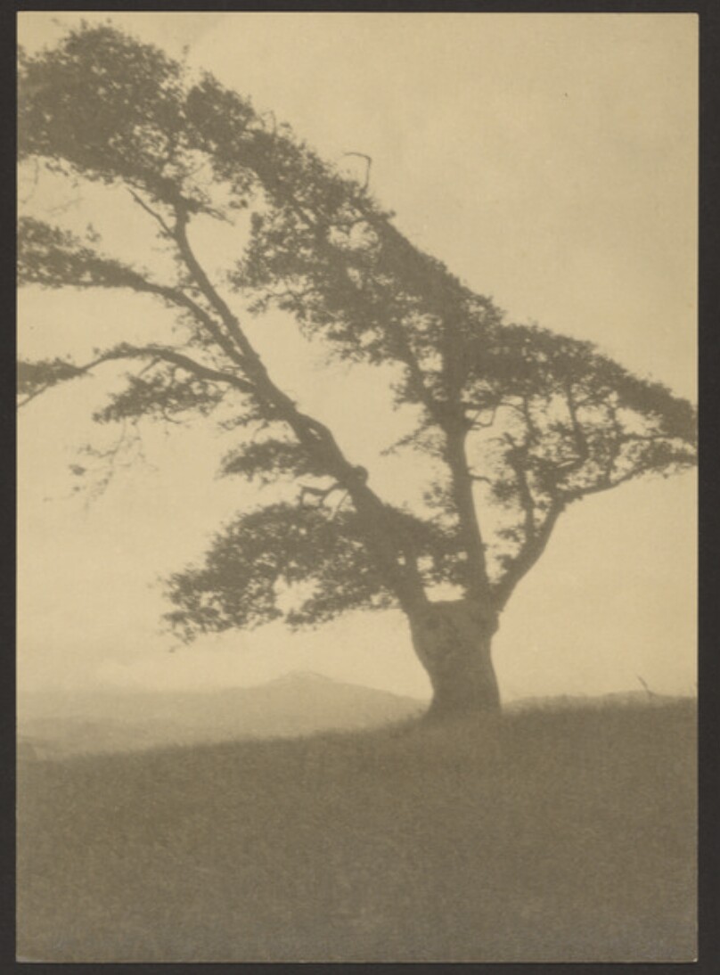 [Tree]