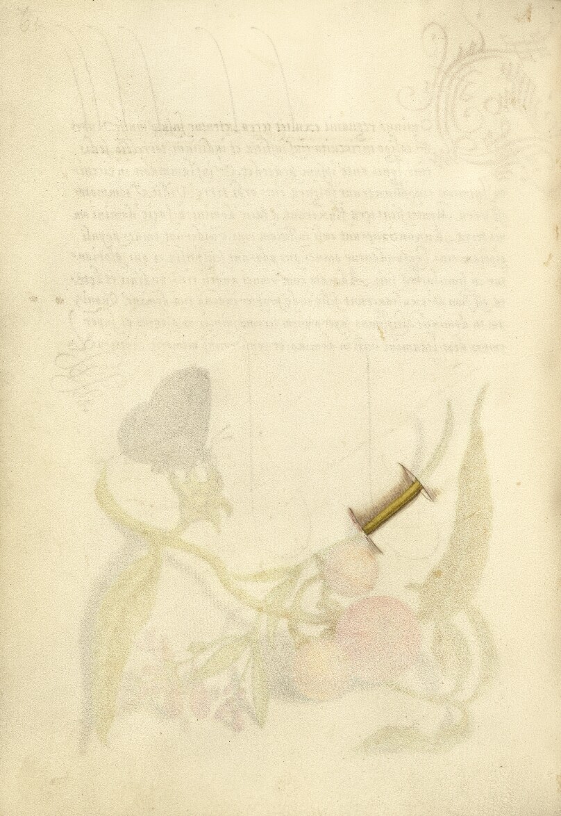 Trompe l'Oeil Stem of Milkwort