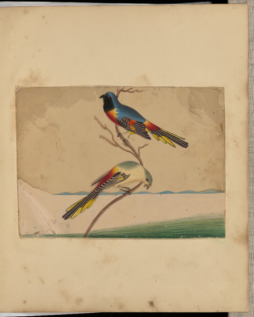 [Two Birds]
