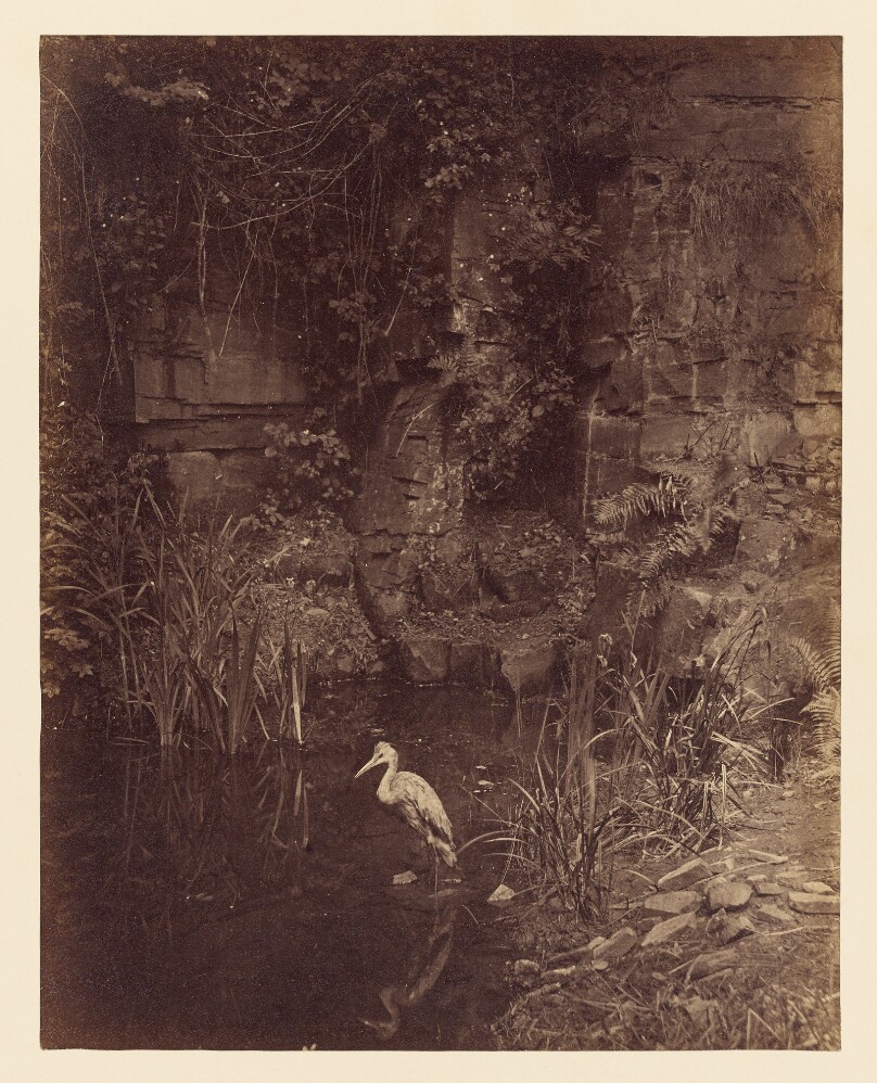 John Dillwyn Llewelyn