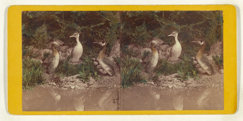 Class II, Order V. Lobipedes. Family Podicipidae. The Red-Necked Grebe...