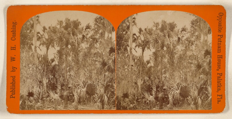 [Palm Trees, Palatka, Florida]