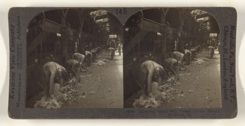 Shearing Sheep with Power Driven Shears, Kirkland, Ill.