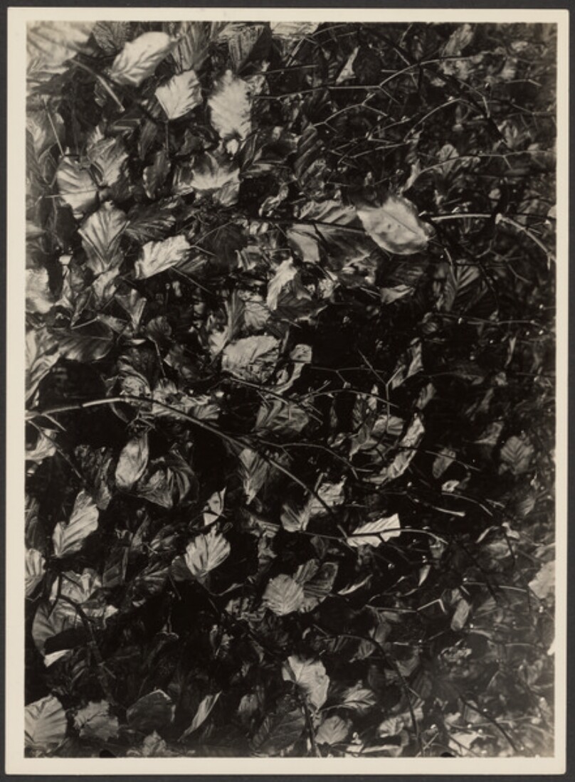 [Bushes Covered with Leaves]