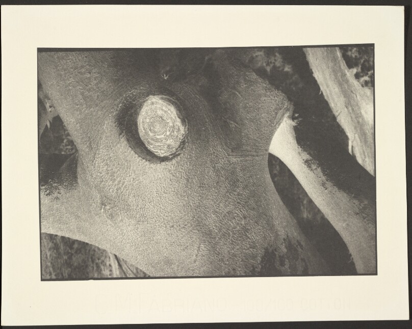 [Arbol]