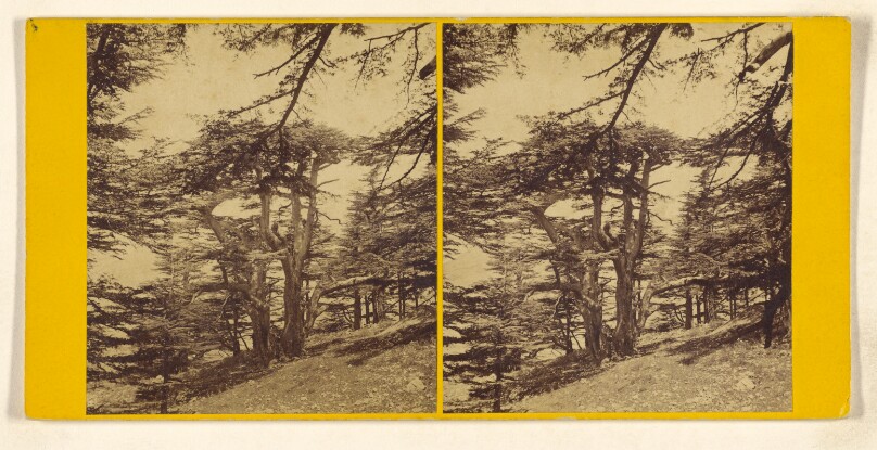 Cedars of Lebanon. - The largest of the Cedars. "The Cedars High and Lifted Up."...