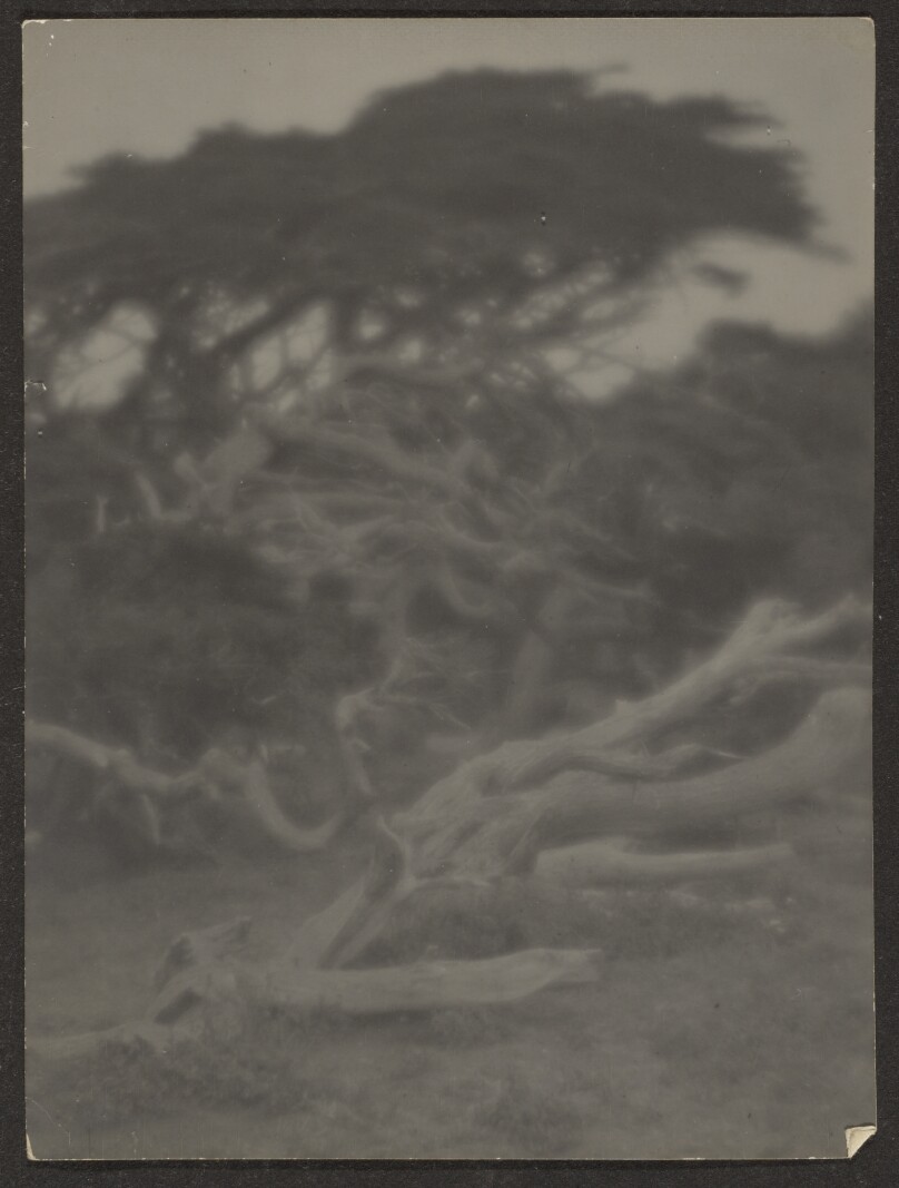 [Gnarled Trees]