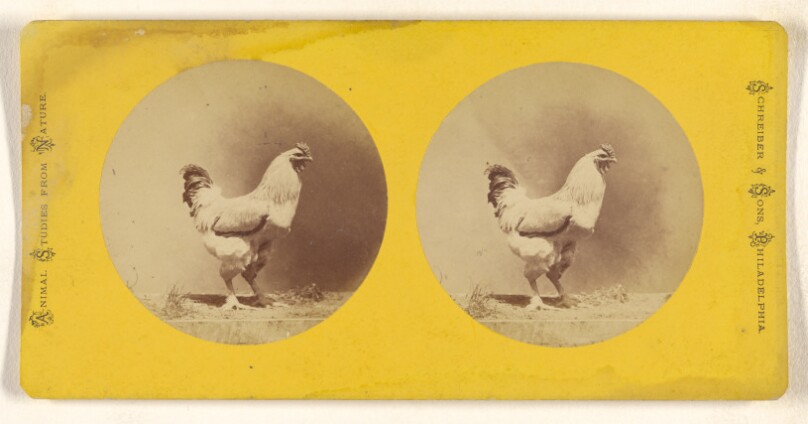 [Chicken]