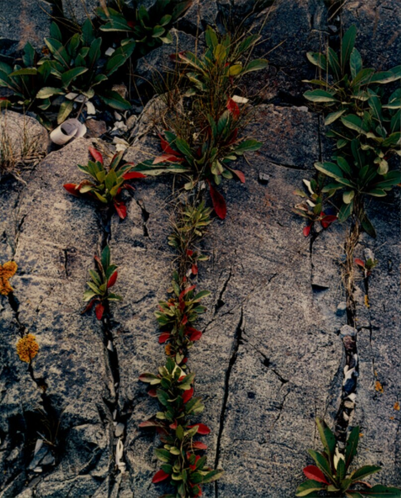 Red Leaves in Rock Cracks, Great Spruce Head Island, Maine