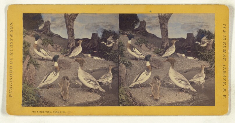 Class II, Order VI, Natatores. Family Anatidae. The Red Breasted Sheldrake...