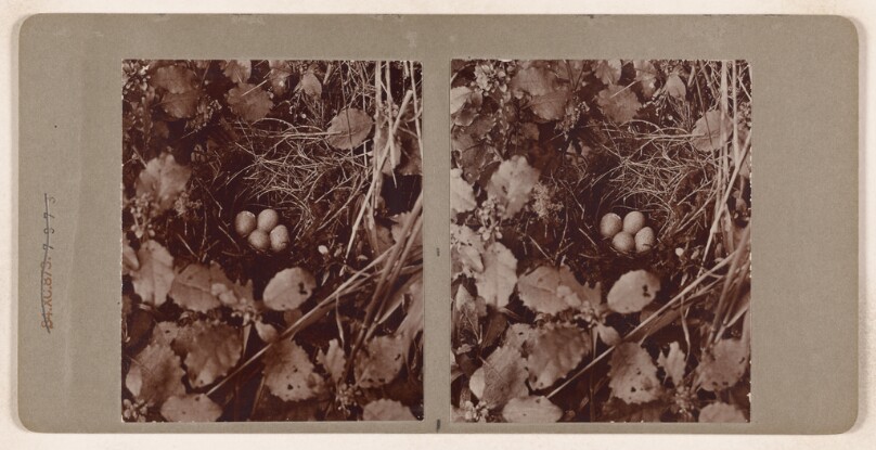 [Bird's nest with eggs hidden in brush] (recto); [Bird's nest with eggs hidden in brush] (verso)