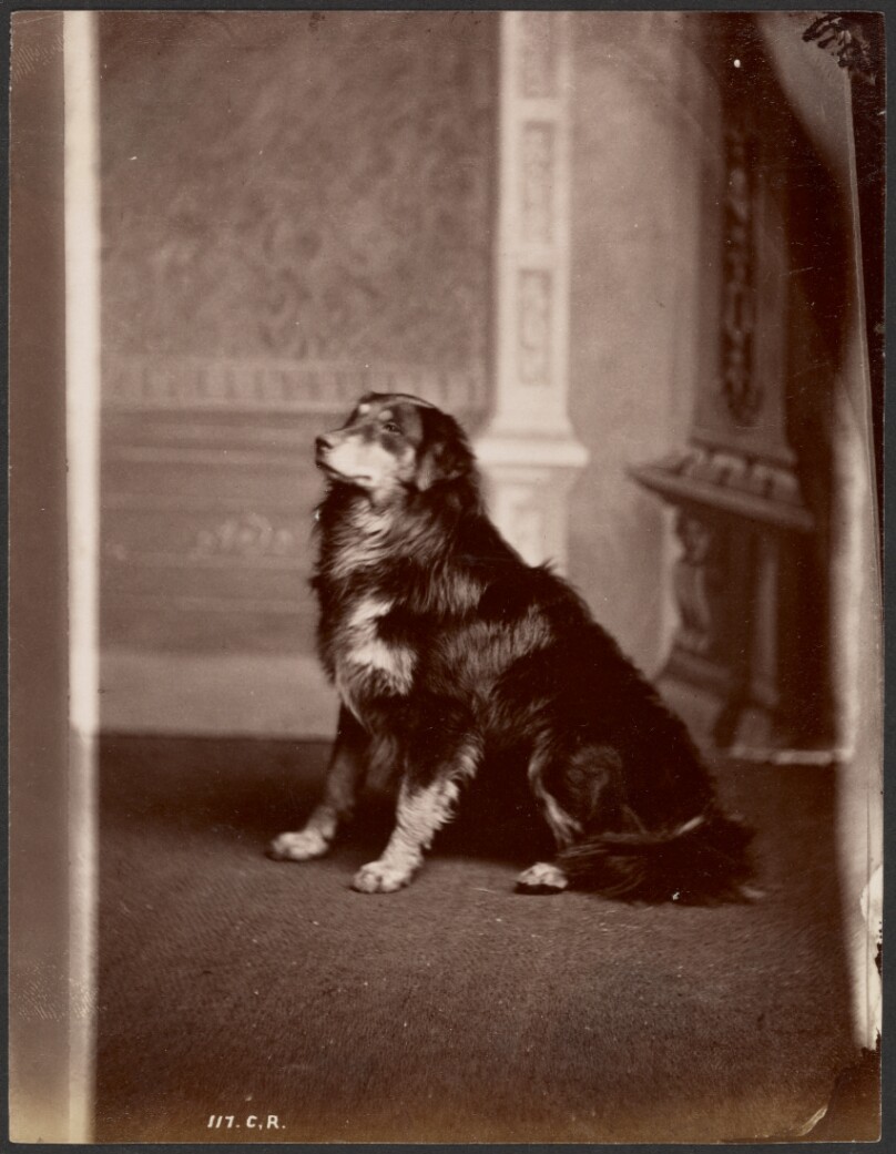 [Portrait of a dog]
