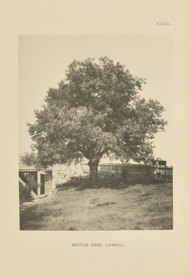 Nettle Tree, Lowell