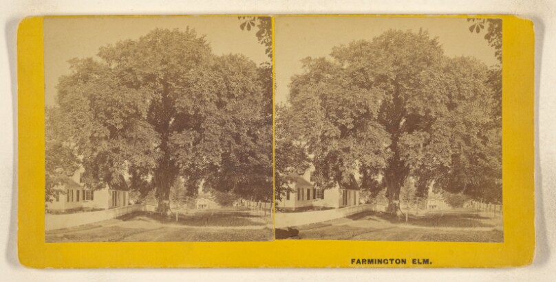 Farmington Elm.