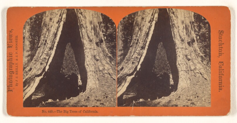 The Big Trees of California.