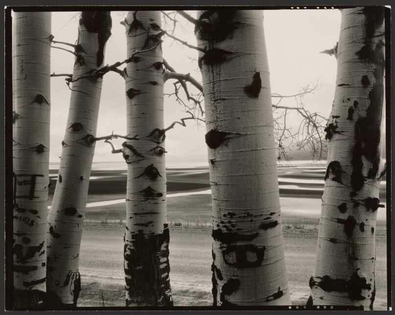 [Aspen Trees]