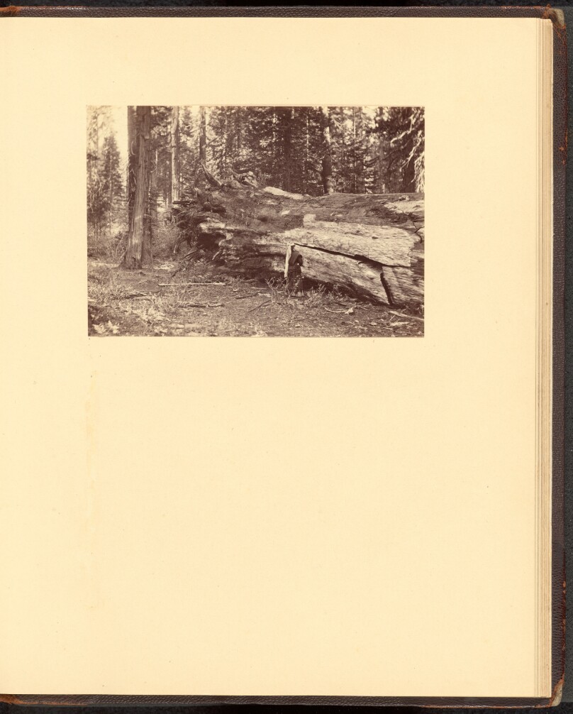 [3510/ Miner's Cabin Calaveras Grove]