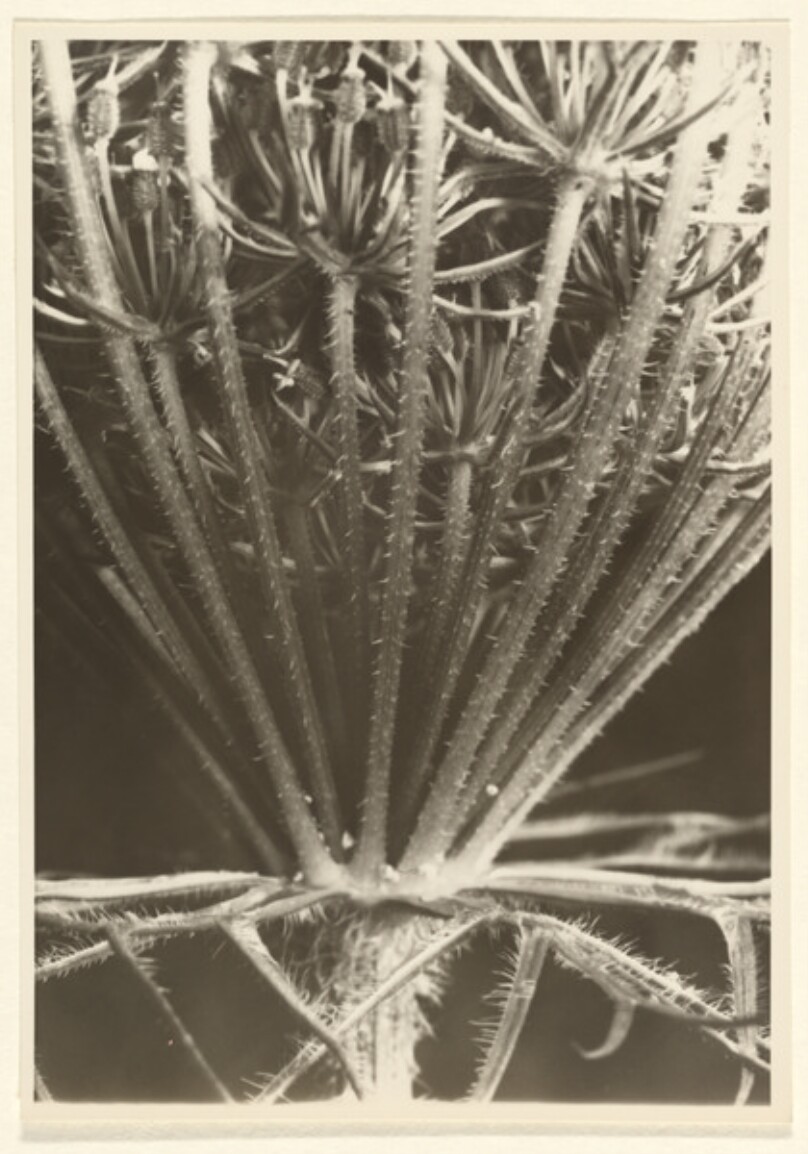 Daucus carota, Wilde Mohre