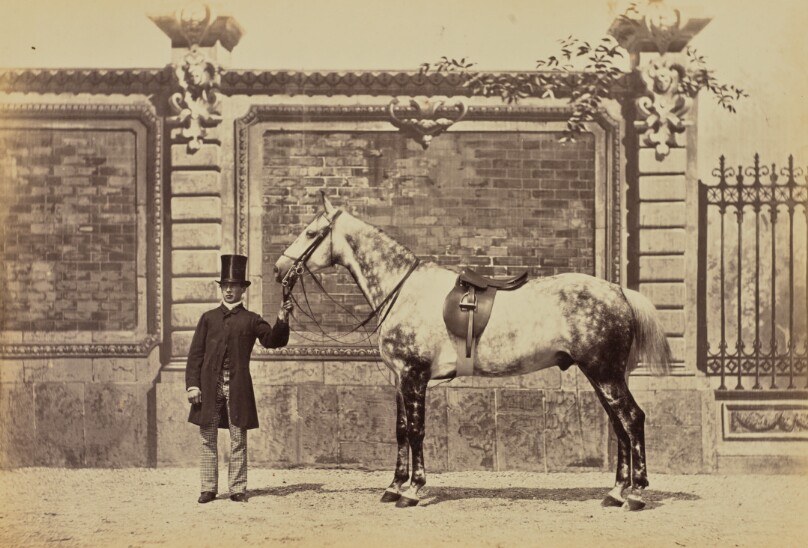 Cheval de chasse du Prince de Sagan