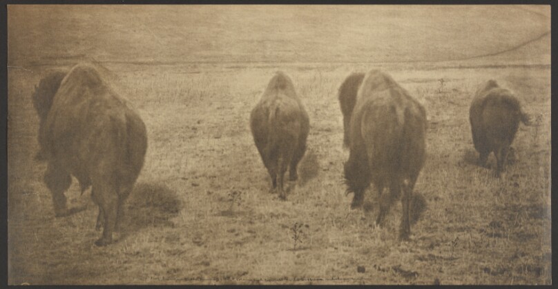 American Bison, Running
