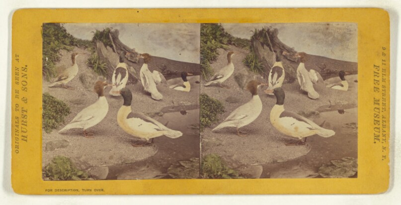 Class II, Order VI, Natatores. Family Anatidae. The Buff Breasted Sheldrake...