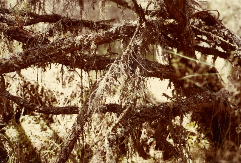 [Branch Study]