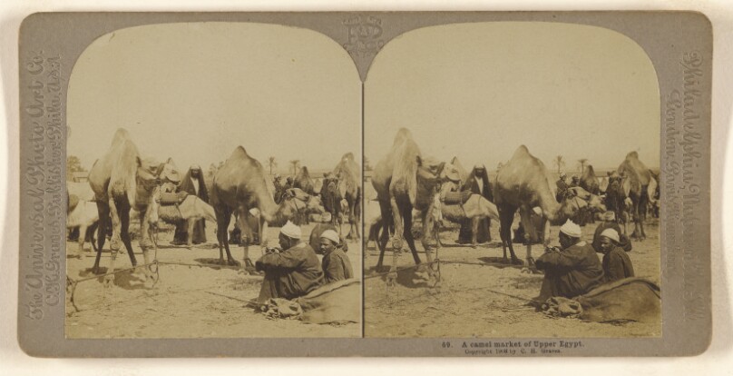 A camel market of Upper Egypt.