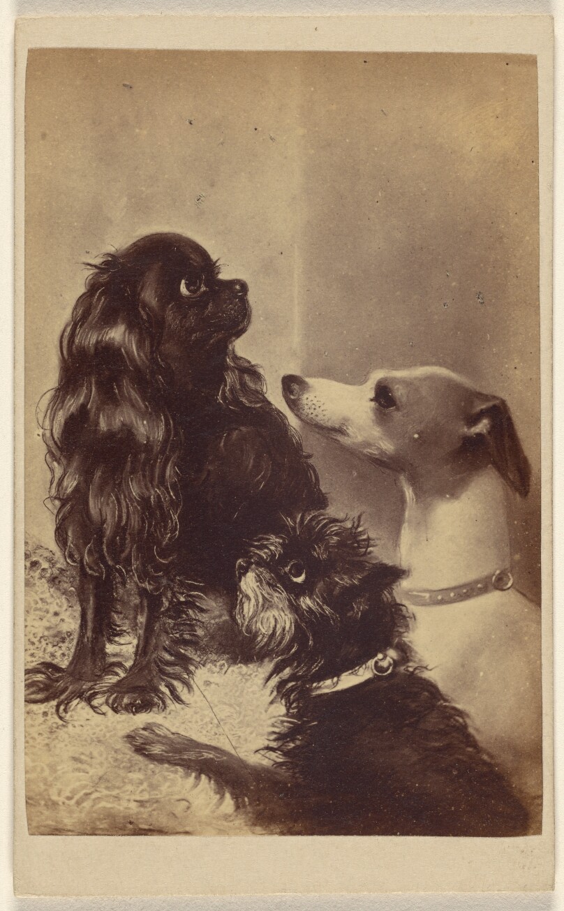 Floss, Daisy & Fairy; Dogs of Barroness [sic] McClifford. Painted by Mrs. Pointer.