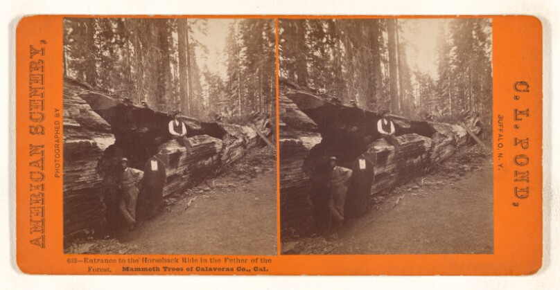 Entrance to the Horseback Ride in the Father of the Forest. Mammoth Trees of Calaveras Co., Cal.