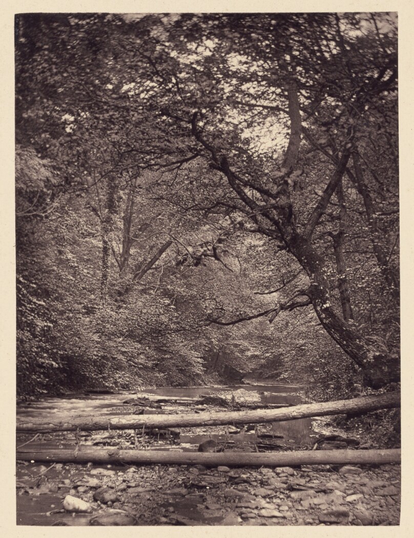 [Fallen trees in forest]