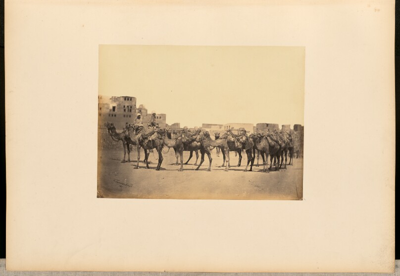 [Camel train, Egypt]
