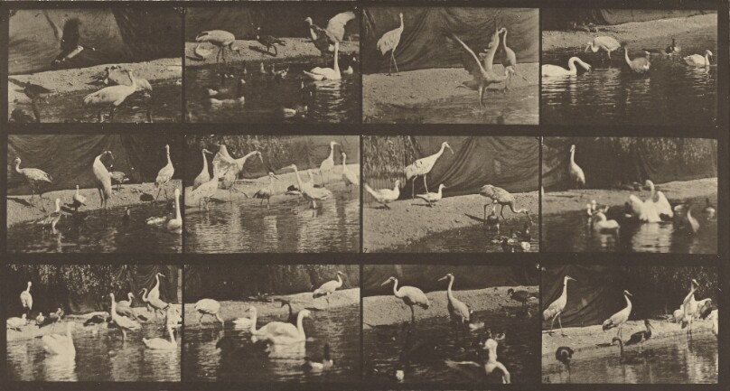 Animal Locomotion