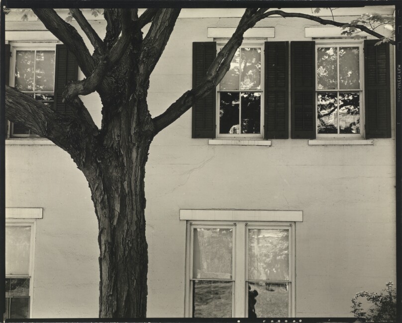 [Tree and Windows]