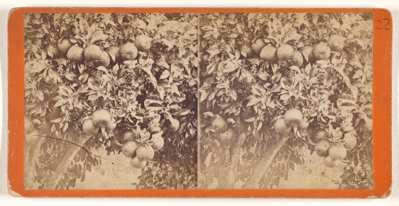 [Orange Tree & fruit, Savannah, Georgia]