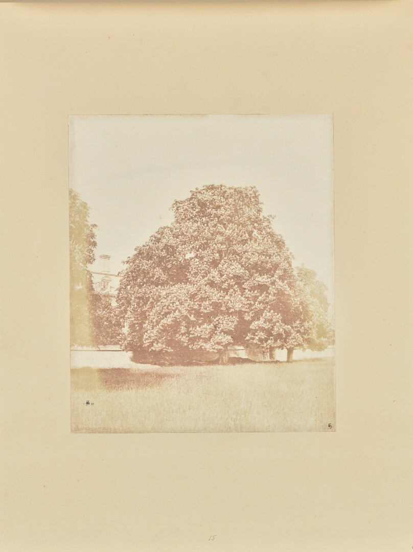 Chestnut Tree in Blossom, Thorpe Park